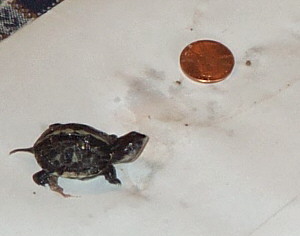 tiny