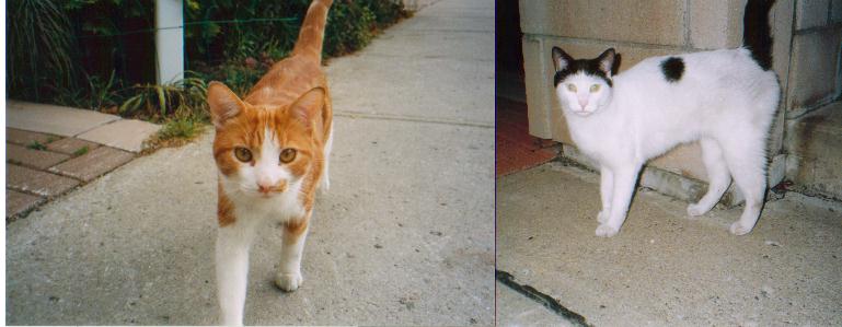 Cats need home?