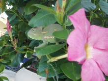 ben with a flower