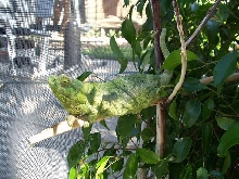 Jacky resting