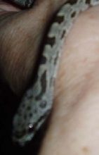 Juan