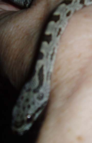 Juan