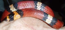 M.C.