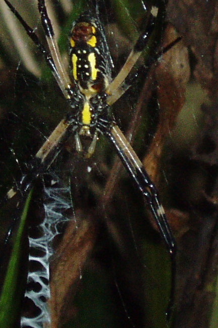 orbweaver2