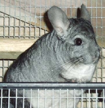 Chico