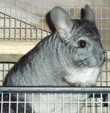 Chico