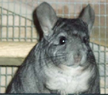 Chico