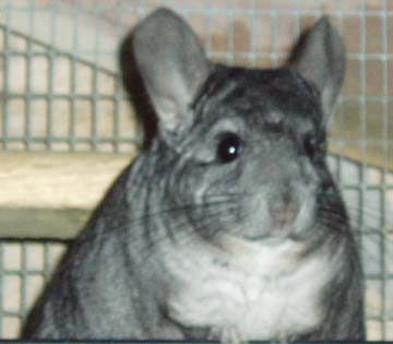 Chico