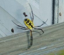 OrbWeaver1