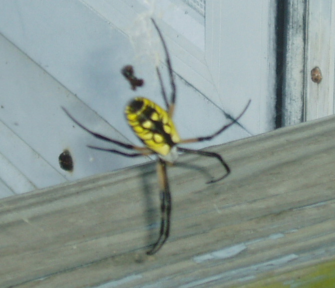 OrbWeaver1