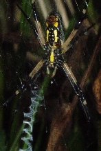 orbweaver3