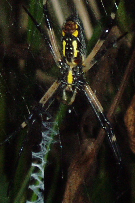 orbweaver3