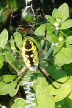 orbweaver4