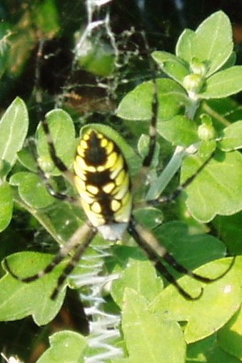 orbweaver4