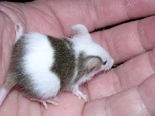 Baby Mouse