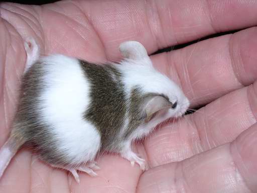 Baby Mouse