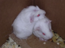 MonksBabies3