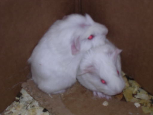 MonksBabies3