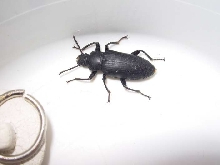 superbeetle1