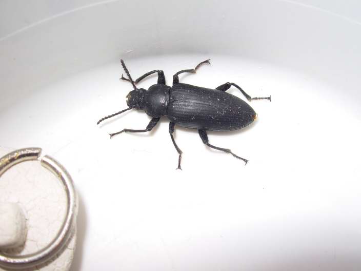 superbeetle1