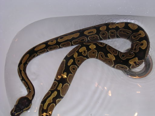 FemirBath1