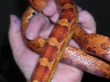 Cornsnake1