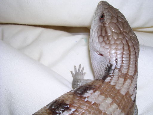 SkinkHead1