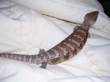 SkinkBody1