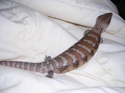 SkinkBody1