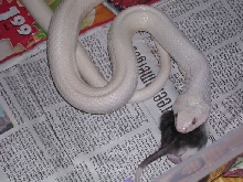 Leutistic Rat