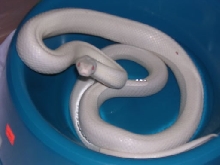 LeucisticRat1
