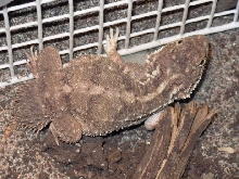SpadeTailedAgama1