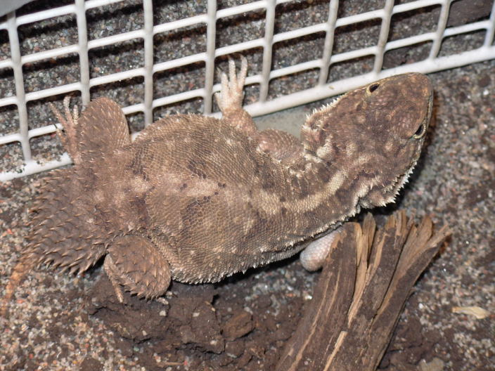 SpadeTailedAgama1