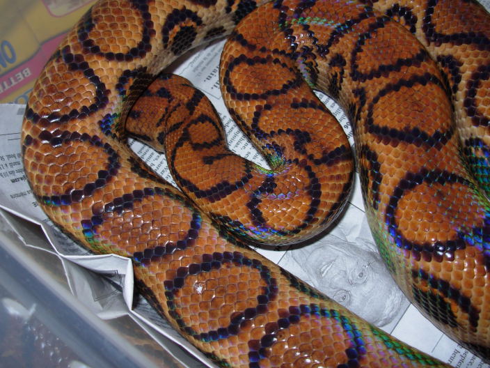 Brazilian rainbow boa