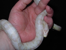 SnowCorn2