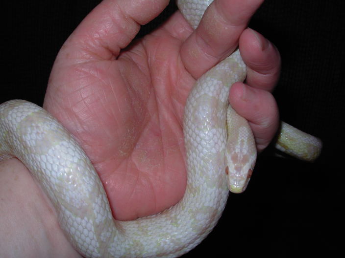 SnowCorn2