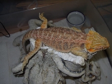 SnoozingArrah