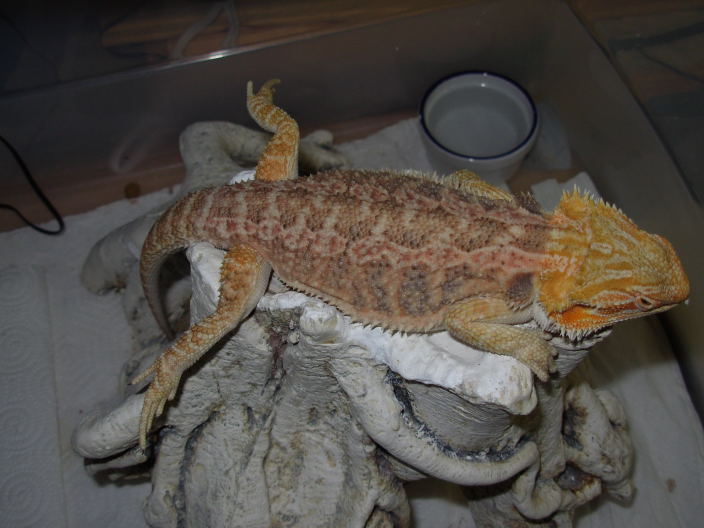 SnoozingArrah