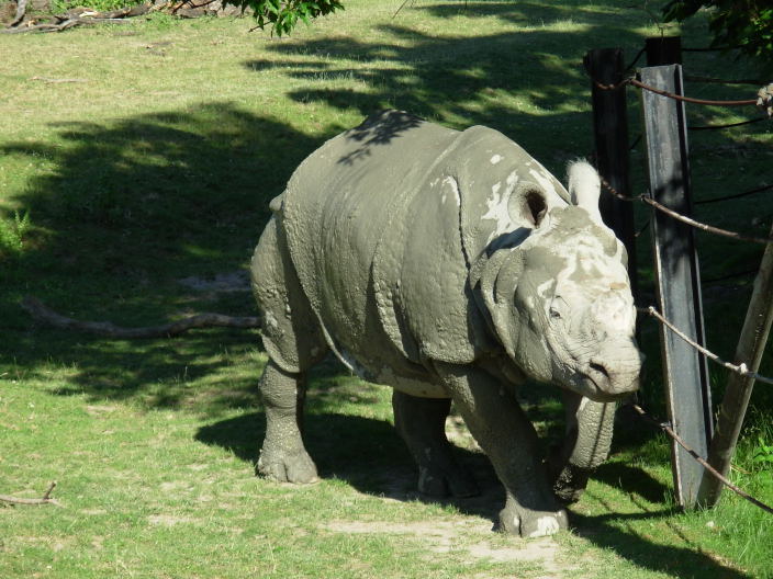 Rhino2