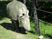 Rhino3
