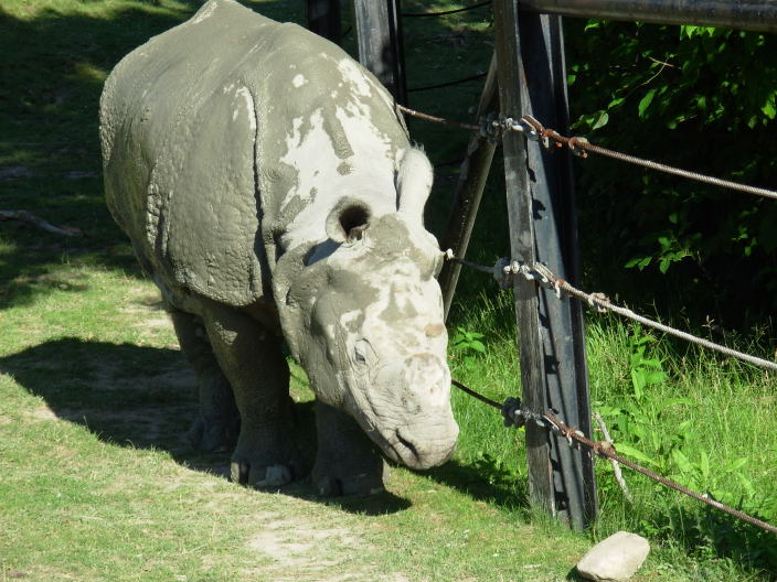 Rhino3