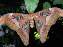 Moth