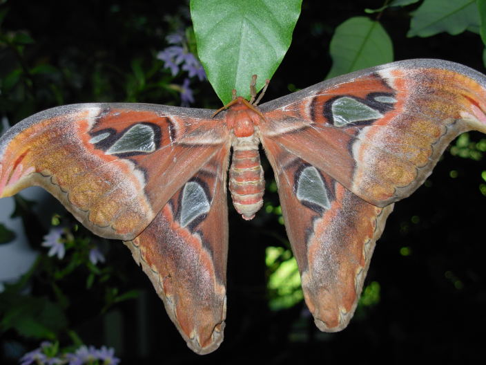 Moth