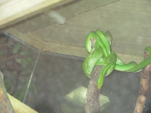 GreenSnake
