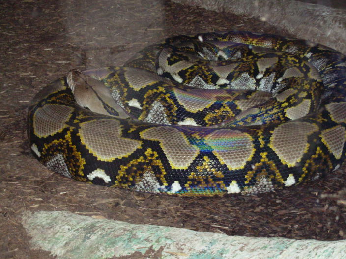 Reticulated1