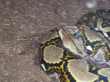 Retic2