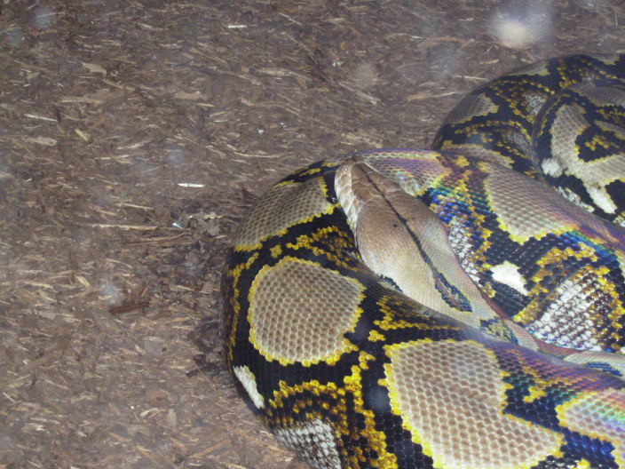 Retic2