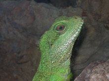 WaterDragon