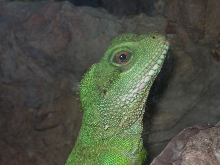 WaterDragon