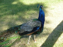 MalePeacock